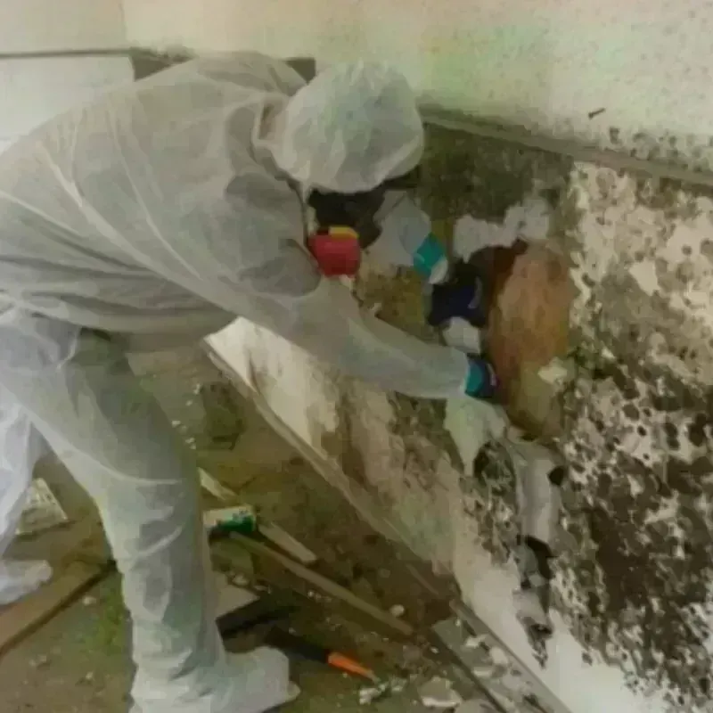 Mold Remediation and Removal in Horicon, WI